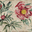 RED PEONY 1A